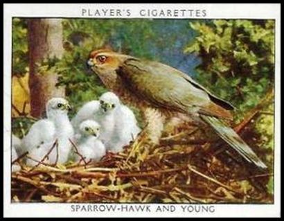 19 Sparrow Hawk and Young